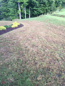SAMUEL: Army worms are marching through Morgantown